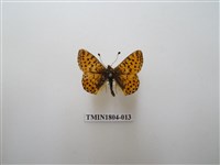 藏品(珀豹蛺蝶)的圖片